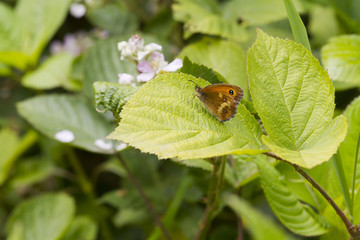 Gatekeeper Butterfly (Pyronia tithonus)