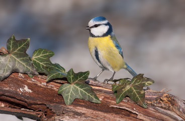 Blue tit (Parus caeruleus)