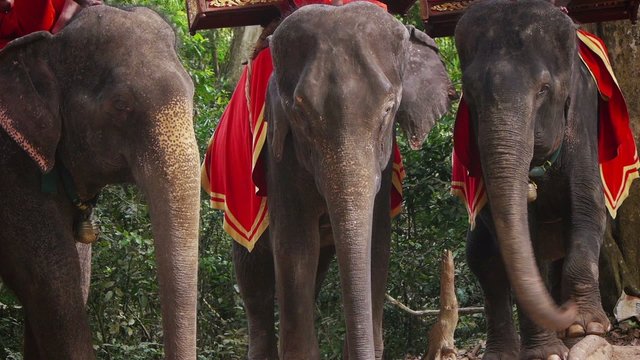 Group of Asian or Asiatic elephants for tourism, Elephas maximus
