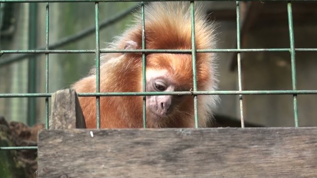 Monkey, Indonesia, Bali