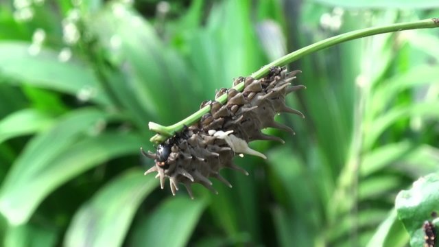 the caterpillar eats leaves