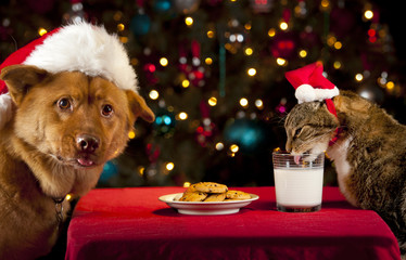 Cat and Dog taking over Santa's cookies and milk - 38881802