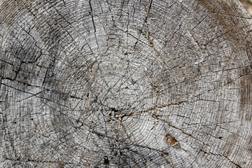 Fototapeta premium section of an tree trunk