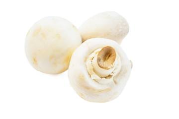 mushrooms on a white background
