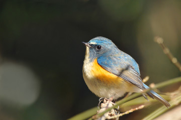 止まり木のルリビタキ