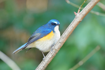 止まり木のルリビタキ