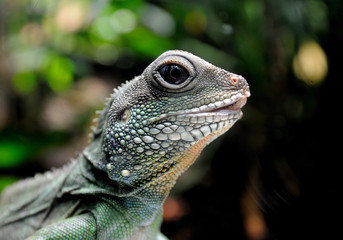 Iguana