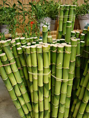 High resolution image of wet bamboo trees for sell