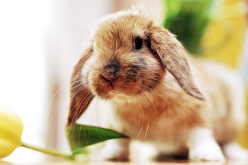 cute little rabbit