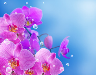 Orchid and bubbles