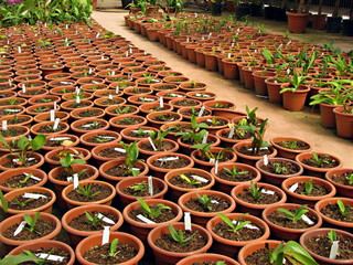 Sale of small plants in pots in a green house