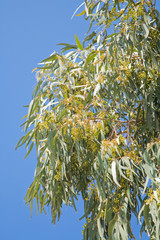 flowering Eucalyptus branches against blue sky