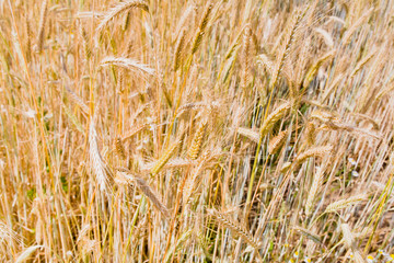 yellow rye ears close up in field