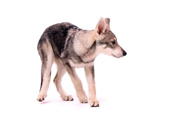 Wolfshund Junghund Angst