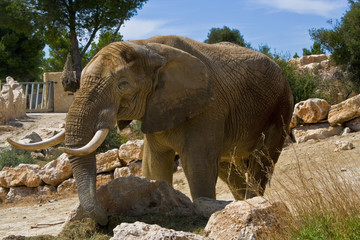 Elefante