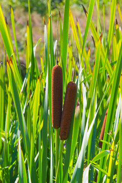 typha