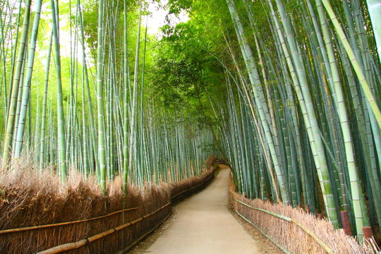 Foret de bambou à Kyoto