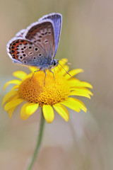 Fototapeta na wymiar Silver-studded Blue (Plebejus argus) butterfly