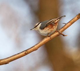 Eurasian Nuthatch. Sitta Europaea.