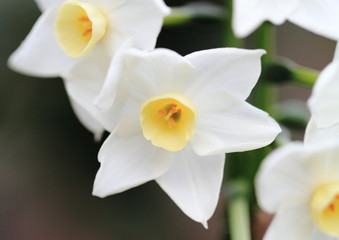 Fototapeta na wymiar 副冠が淡い黄色の白房水仙