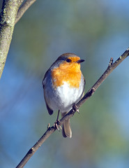 Robin