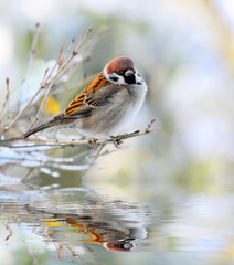 The House Sparrow ( Passer Domesticus)