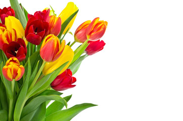 Bouquet of tulips over white