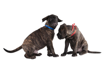 Obraz premium Two puppies playing