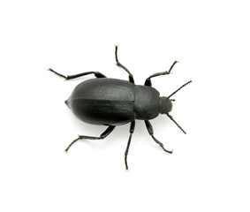 black beetle
