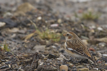 Snow Bunting  (Plectrophenax nivalis)