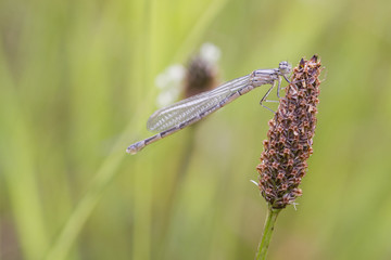 Damselfly