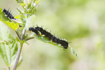 caterpillar peacock butterfly (Inachis io)