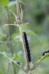 caterpillar peacock butterfly (Inachis io)