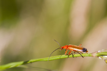 Beetle (Rhagonycha fulva)