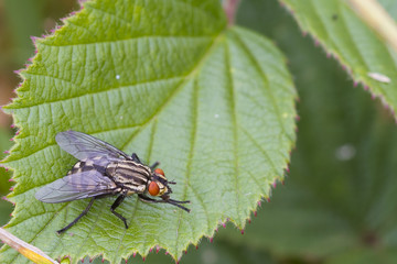Flesh Fly (Sarcophaga bercaea)