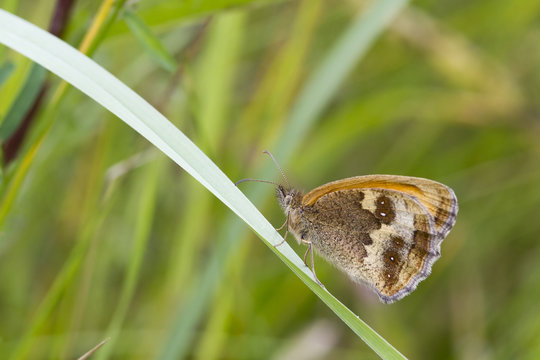 Gatekeeper Butterfly (Pyronia tithonus)