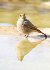 black redstart