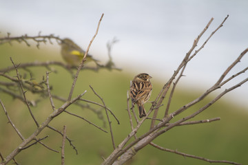 Reed Bunting