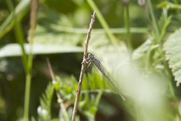 Damselfly