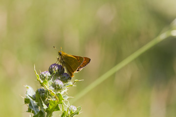 Small Skipper (Thymelicus sylvestris)