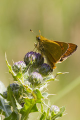 Small Skipper (Thymelicus sylvestris)