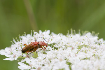 Beetle (Rhagonycha fulva)