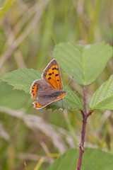 Small Copper butterfly (Lycaena phlaeas)