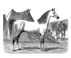 Obraz na płótnie Canvas Purebred Horse