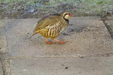 Red Legged Partridge (Alectoris rufa)