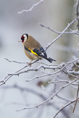 Goldfinch (Carduelis-carduelis)