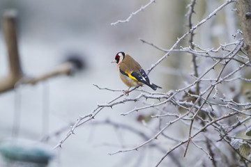 Goldfinch (Carduelis-carduelis)