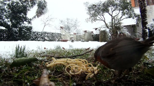 pettirosso nella neve