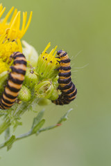 Cinnabar Caterpillar (Tyria jacobaeae)