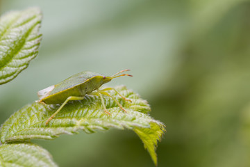 Green Shield bug  (Palomena prasina)